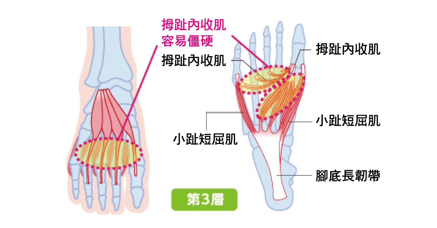 Slimwalk 美腿襪-居家休憩用-舒趾襪